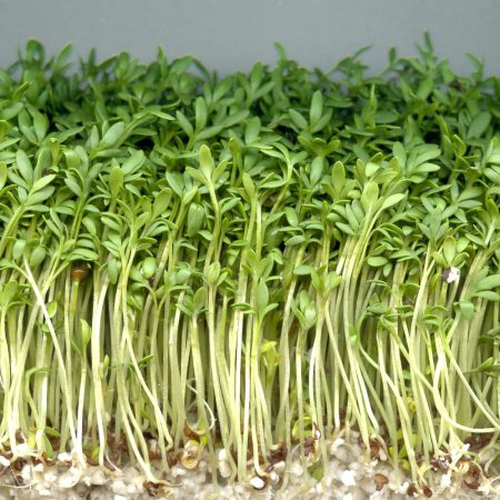 Peppergrass Seeds