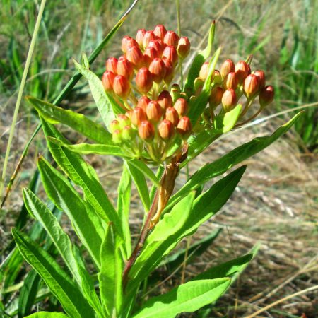 Pleurisy Root Seeds