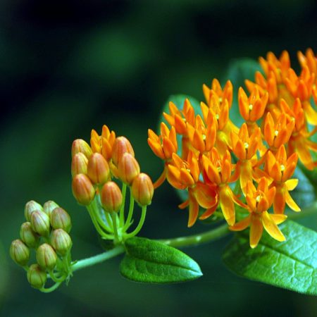 Pleurisy Root Seeds
