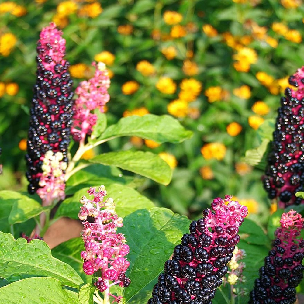Pokeweed Seeds