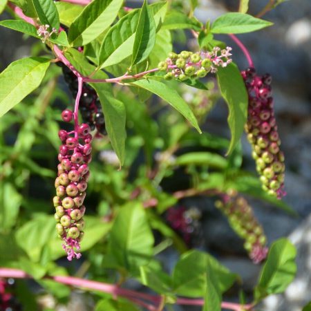 Pokeweed Seeds