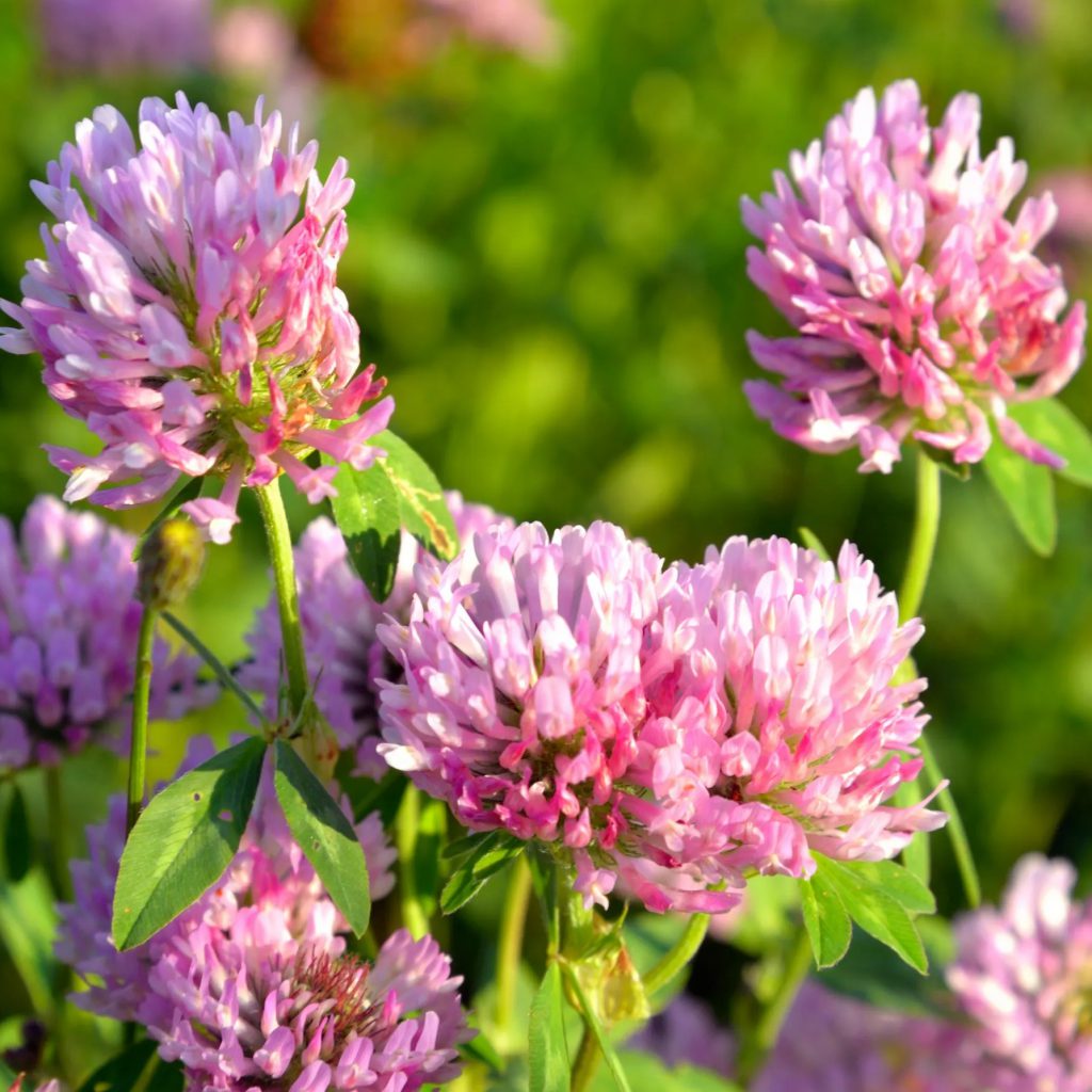 Red Clover Seeds