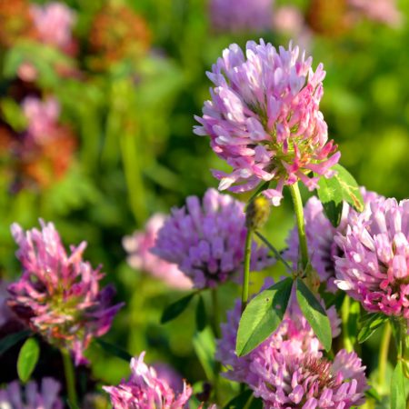 Red Clover Seeds
