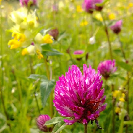 Red Clover Seeds