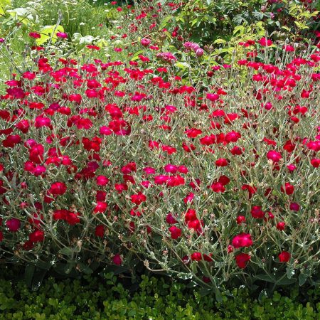Rose Campion Seeds