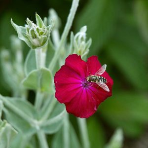 Rose Campion Seeds