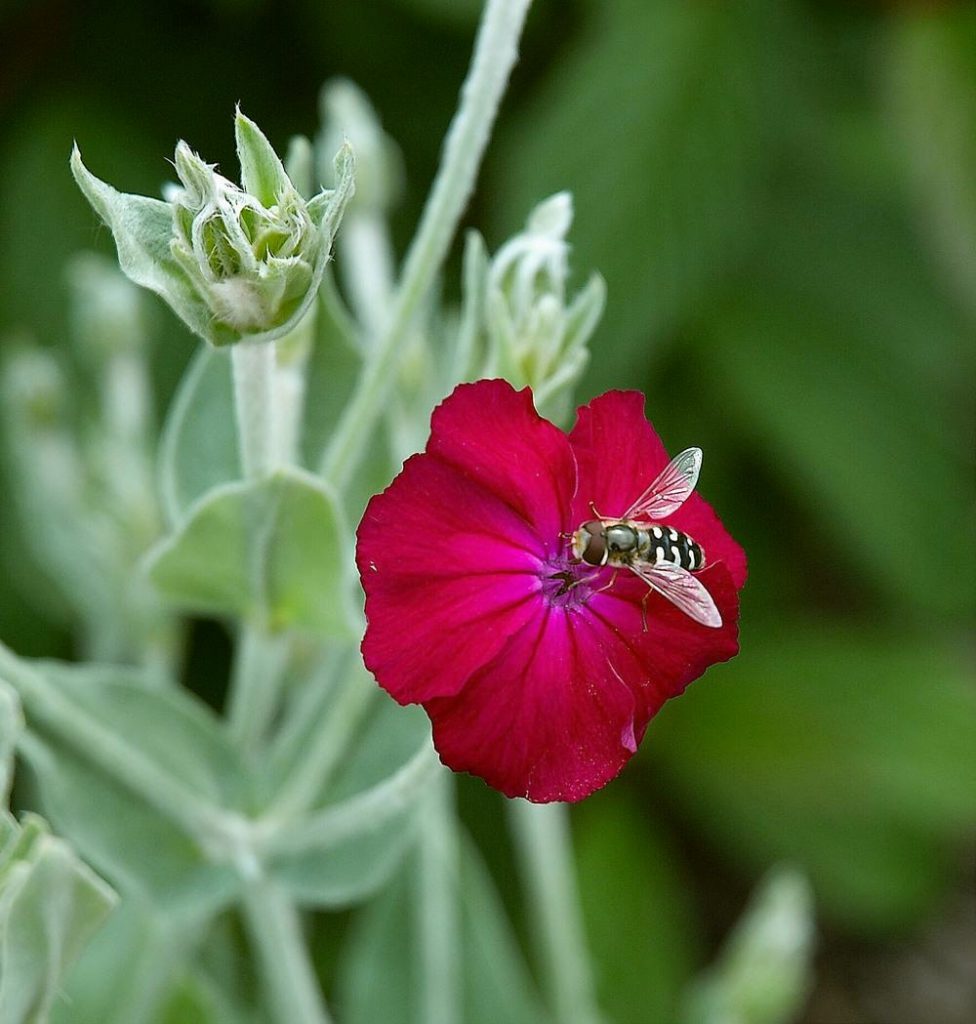 Rose Campion Seeds