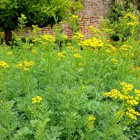 Rue Seeds