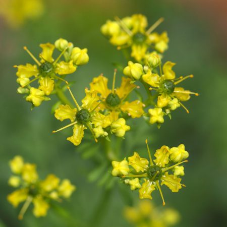 Rue Seeds
