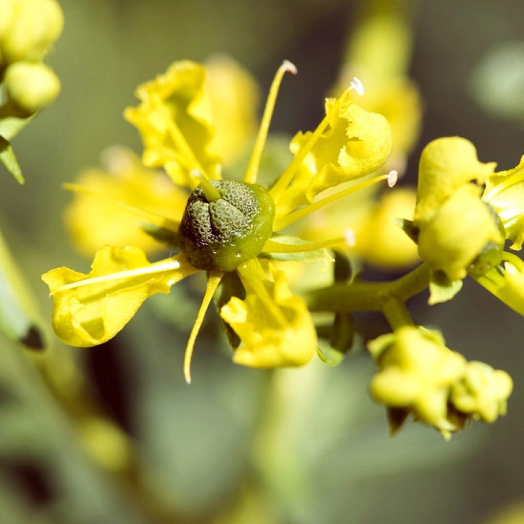 Rue Seeds