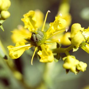 Rue Seeds
