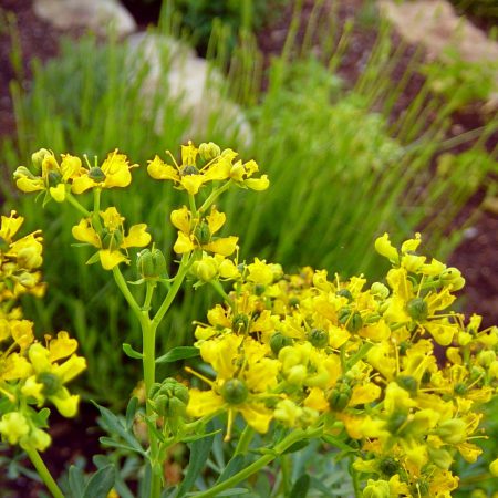 Rue Seeds