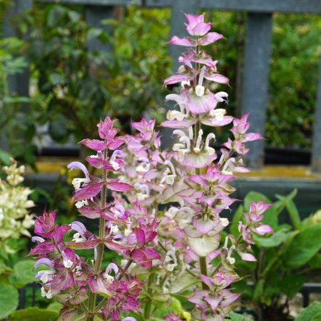 Sage, Clary Seeds