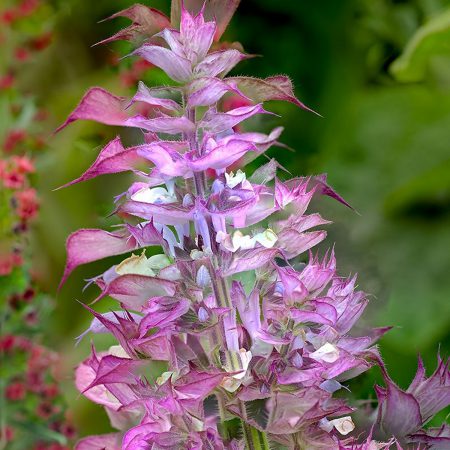Sage, Clary Seeds