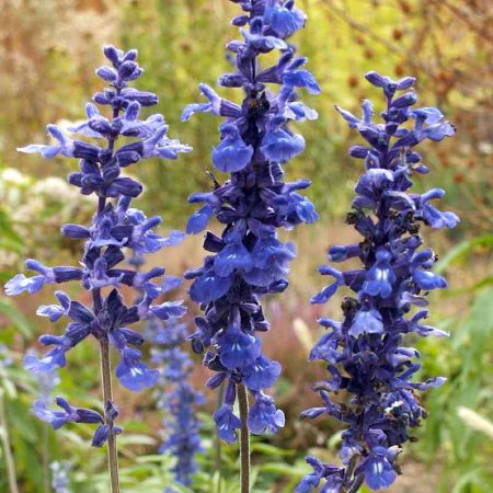 Sage, Farinacea Seeds