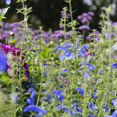 Sage, Gentian Seeds