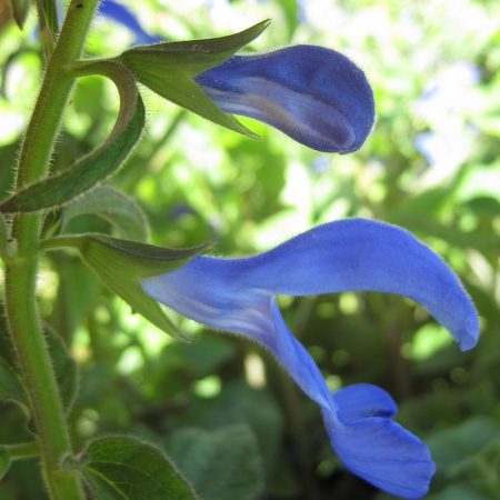 Sage, Gentian Seeds