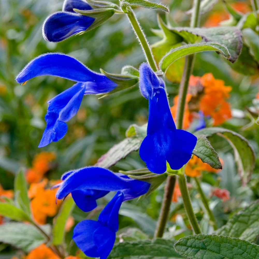 Sage, Gentian Seeds