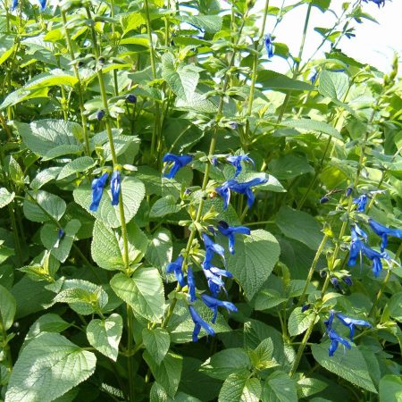 Sage, Japonica Seeds
