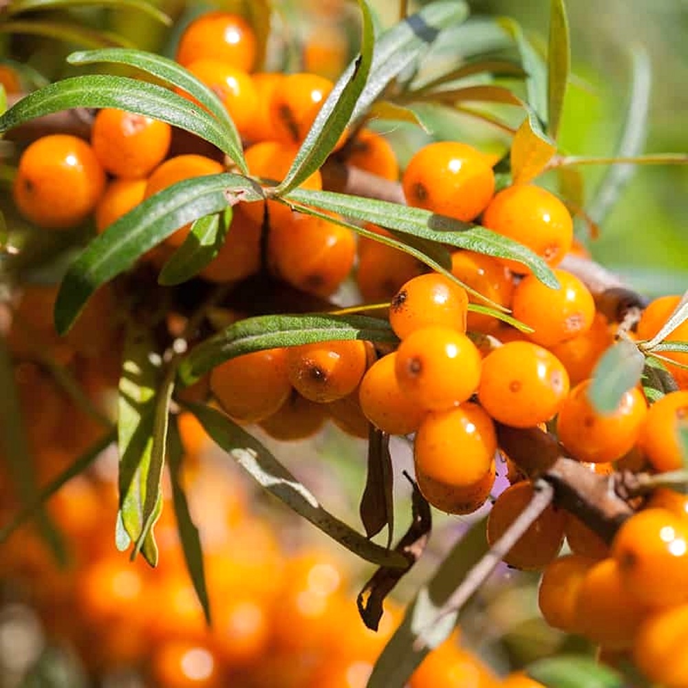 Sea Buckthorn Seeds