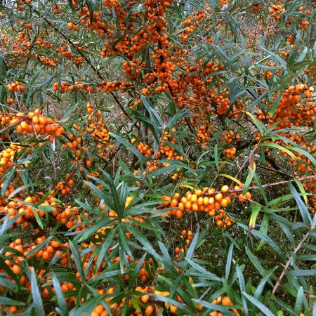 Sea Buckthorn Seeds
