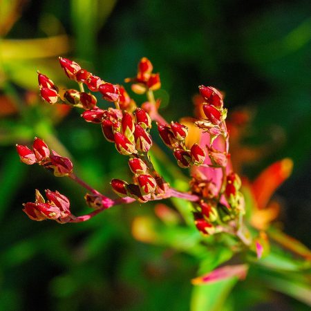 Sheep Sorrel Seeds