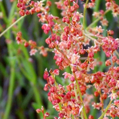 Sheep Sorrel Seeds
