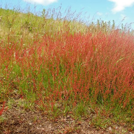 Sheep Sorrel Seeds
