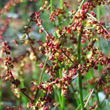 Sheep Sorrel Seeds