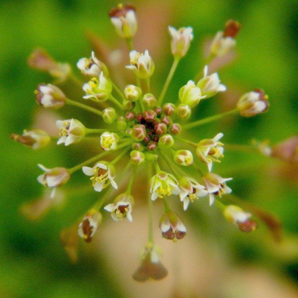 Sheperd's Purse Seeds