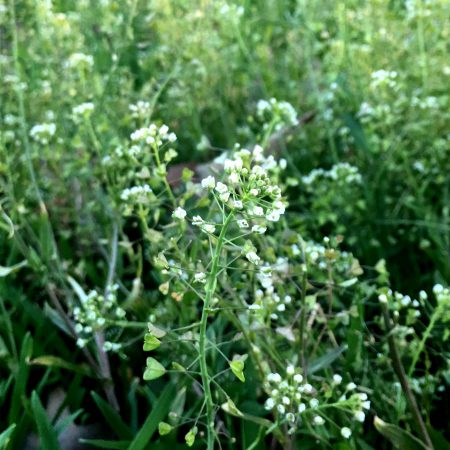 Sheperd's Purse Seeds