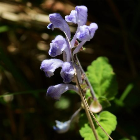 Skullcap, Blue Seeds