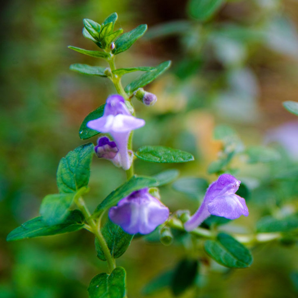 Skullcap, Blue Seeds