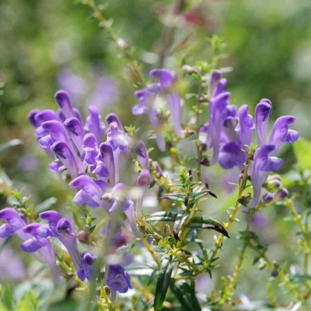 Skullcap, Blue Seeds
