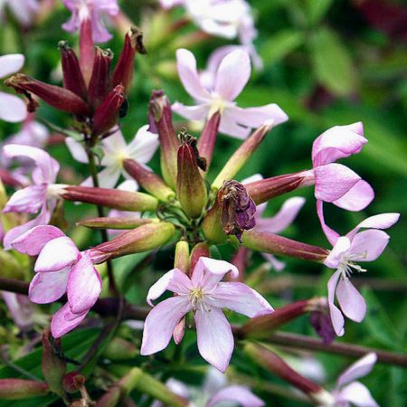 Soapwort Seeds
