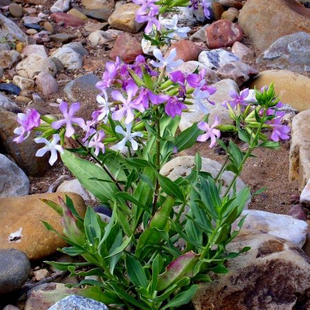 Soapwort Seeds
