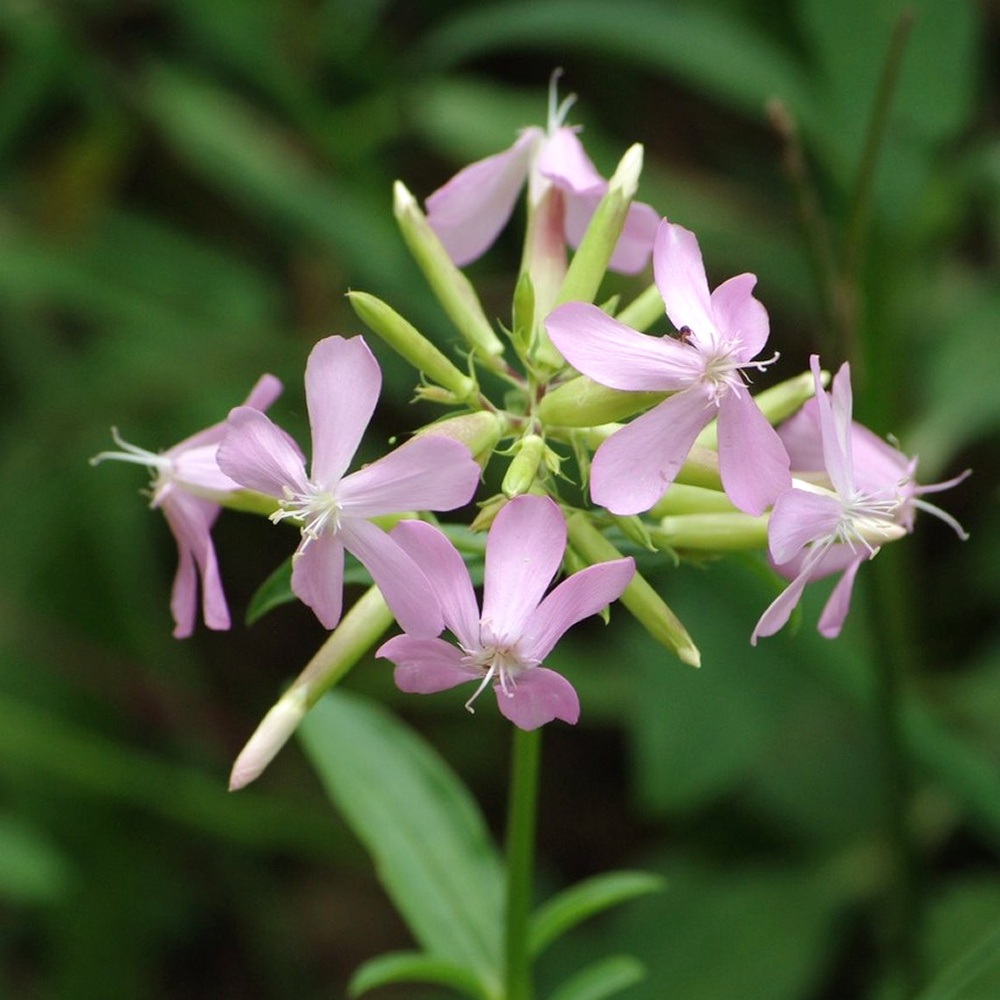 Soapwort Seeds