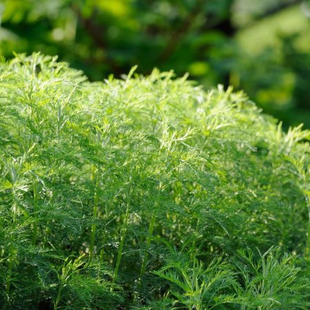 Southernwood Seeds