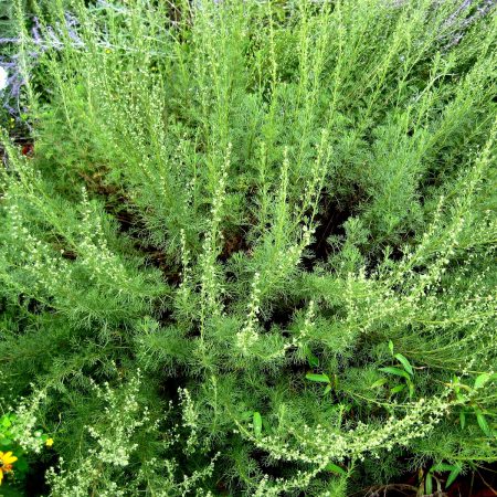 Southernwood Seeds