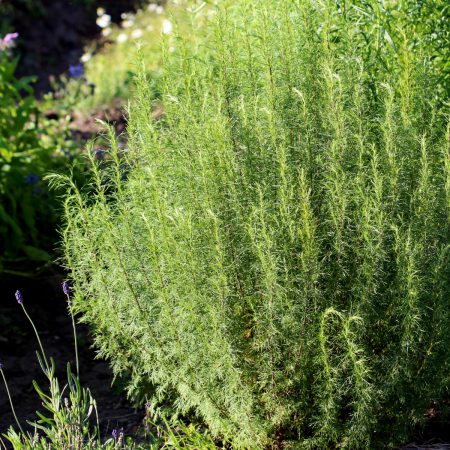 Southernwood Citrus Seeds