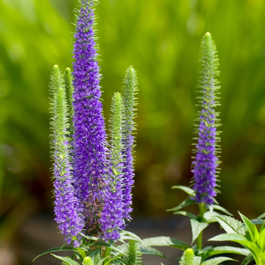 Speedwell, Upright, Blue Seeds