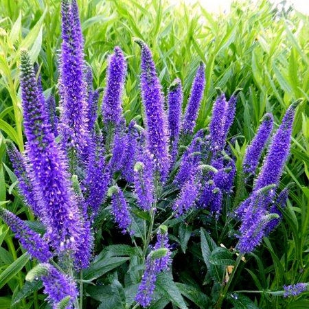 Speedwell, Upright, Blue Seeds