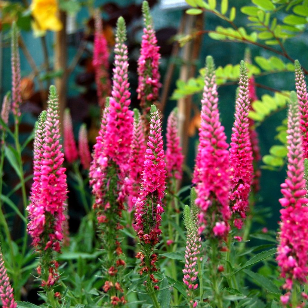 Speedwell, Upright, Pink Seeds