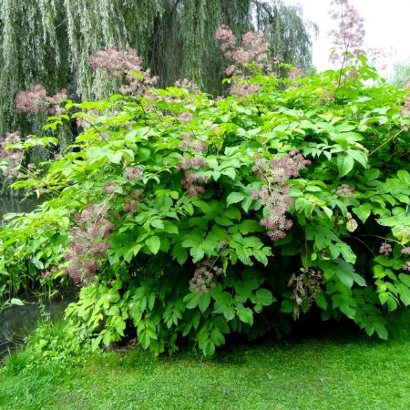 Spikenard Seeds