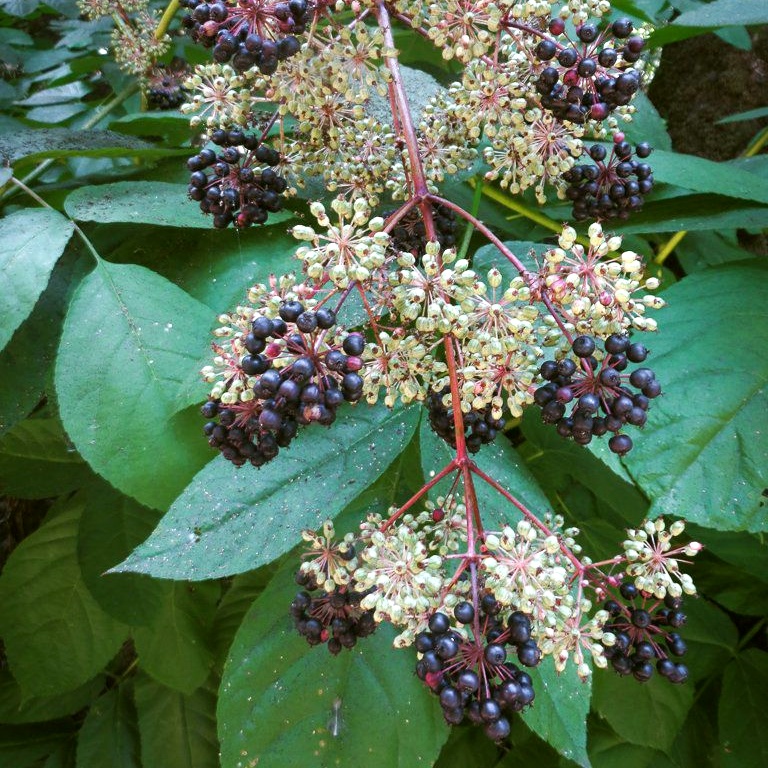 Spikenard Seeds