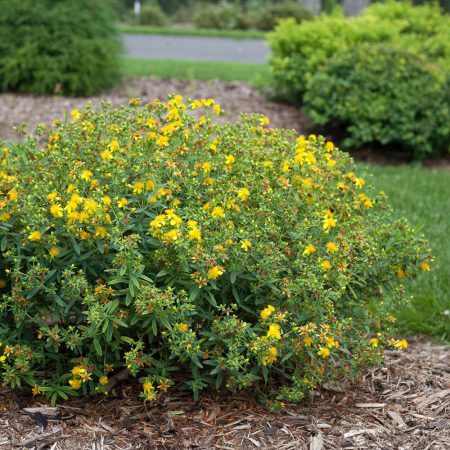 St. John's Wort Seeds