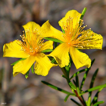St. John's Wort Seeds
