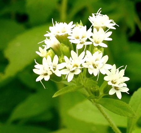 Stevia Seeds