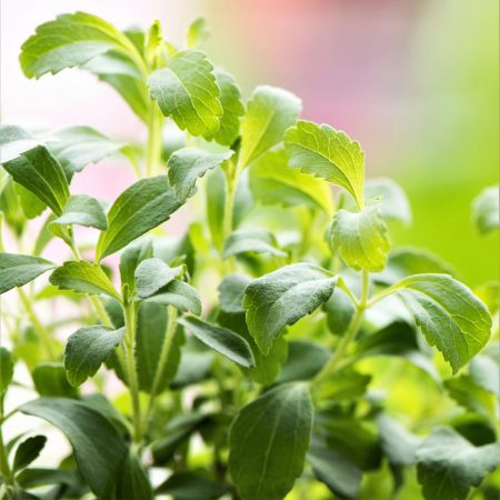 Stevia Seeds