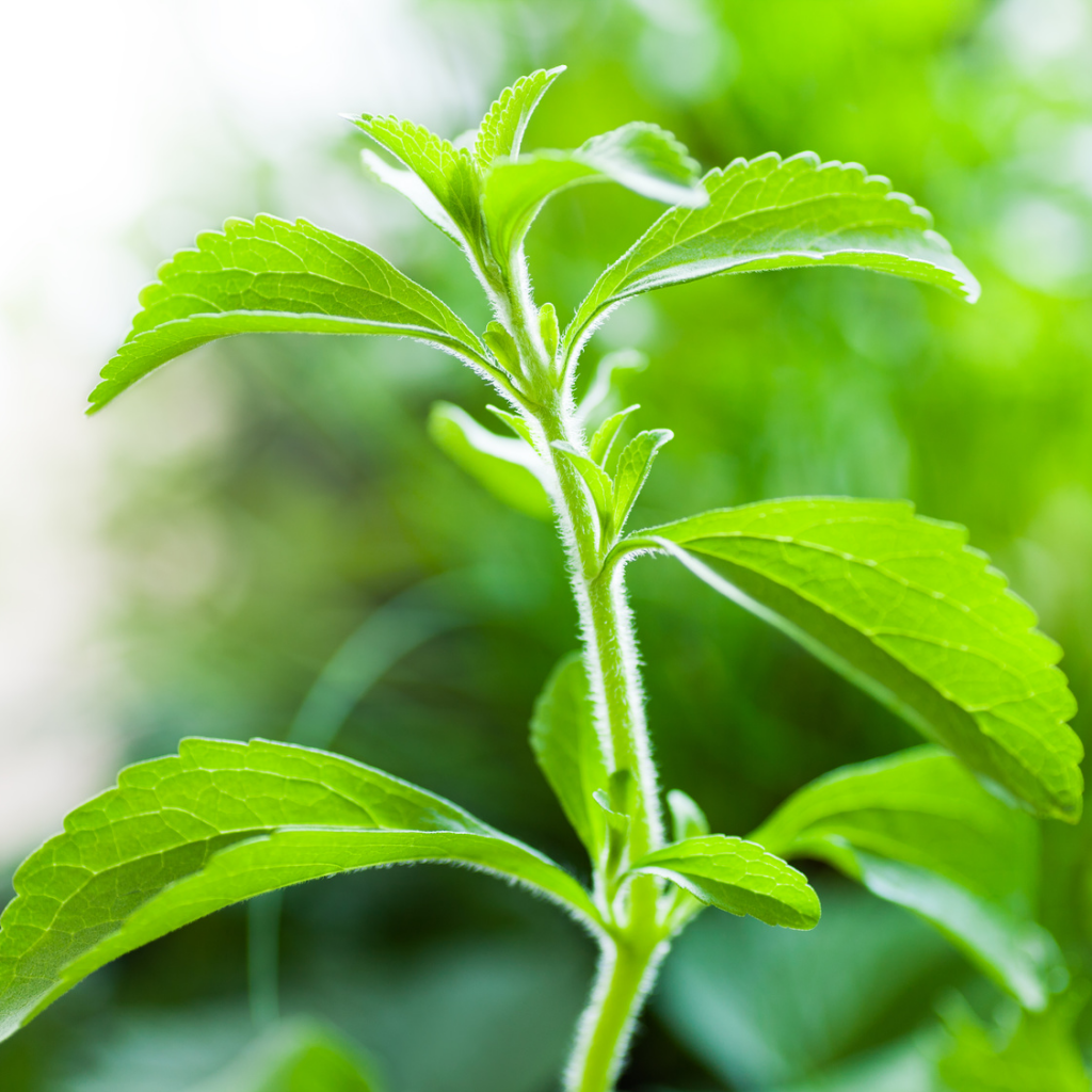 Stevia Seeds